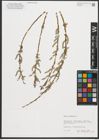 Foto von Salix purpurea L.